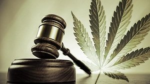 cannabis (marijuna) law